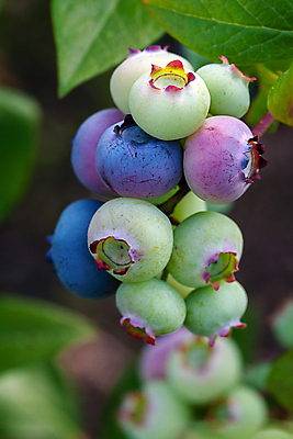 포토 JPG 해외이미지 식물 열매 잎 과일 자연 사람없음 초록색 파란색 햇빛 농장 정원 수확 성장 나뭇가지 신선 닫기 관목 에코 유기농 블루베리 강렬 바이오 밭일 숙성 월귤 해외포토 나무 웰빙 컬러 농업 모션 태양 환경 생태계 파일형식 이미지허브