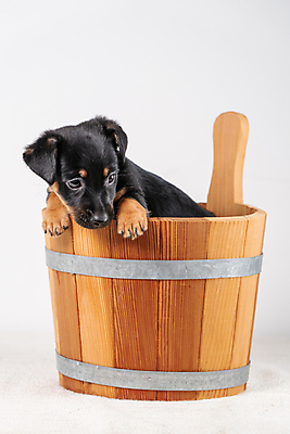 포토 JPG 해외이미지 스튜디오촬영 동물 한마리 1 라이프스타일 응시 행복 얼굴 새끼 백그라운드 발 친절 실내 서기 앉기 사람없음 목재 반려동물 갈색 귀여움 금속 검은색 개 달콤 강아지 작음 테리어 양동이 부드러움 사우나 송곳니 경보 고립 유래 해외포토 나무 시선 감정 컬러 컨셉 재료 포유류 모션 재질 내부 생활 신체부위 감각 맛 치아 크기 파일형식 이미지허브