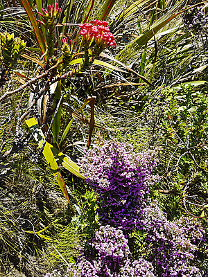 포토 JPG 해외이미지 식물 공원 꽃 길 여행 잎 아프리카 자연 휴가 사람없음 초록색 정원 봄 산책 성장 벚꽃 신선 세계여행 개화 원예 남쪽 내추럴 남아프리카 원예사 케이프타운 해외포토 직업 계절 공공시설 나라 컬러 휴식 취미 세계 방향 생태계 남아프리카공화국 파일형식 이미지허브