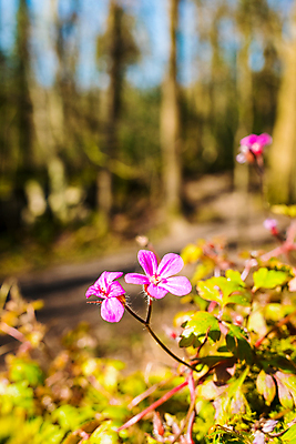 포토 JPG 해외이미지 식물 꽃잎 꽃 분홍색 잎 꽃무늬 자연 사람없음 초록색 뷰티 봄 들꽃 해외포토 계절 컬러 무늬 생태계 파일형식 이미지허브
