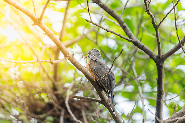 포토 JPG 해외이미지 나무 식물 동물 공원 야생동물 오렌지 태국 자연 조류 앉기 사람없음 야외 초록색 컬러풀 갈색 노란색 정원 검은색 나뭇가지 관찰 황무지 작음 깃털 사냥 공포 동물상 해외포토 공공시설 아시아 컬러 과일 모션 조형물 크기 생태계 파일형식 이미지허브