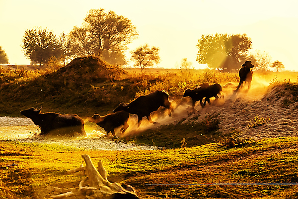 포토 JPG 해외이미지 동물 야생동물 음식 밭 포유류 자연 초식동물 뿔 사람없음 농경지 머리 일출 환경 가축 힘 일몰 수확 안개 소 역사 군중 방목 들소 심볼 황소 먼지 서쪽 옛날 힘찬 해외포토 컨셉 농업 날씨 사람 신체부위 농장 노을 축산업 방향 생태계 파일형식 이미지허브
