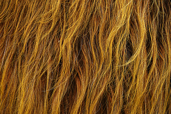 포토 JPG 해외이미지 동물 야생동물 백그라운드 농업 오렌지 포유류 자연 추상 영국 털 사람없음 빨간색 농장 가축 소고기 코트 거친 소 닫기 모피 묘사 질감 황소 솜털 생강 산악지대 밭일 이국적 스코틀랜드 해외포토 유럽 산업 컬러 무늬 채소 과일 모션 산 육류 외투 생태계 파일형식 이미지허브