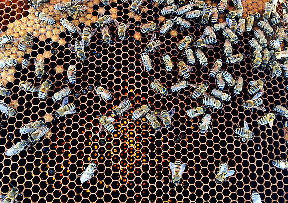 포토 JPG 해외이미지 모양 동물 라이프스타일 음식 곤충 백그라운드 패턴 자연 프레임 세포 사람없음 약 노란색 머리빗 업무 황금 달콤 꿀벌 묘사 질감 바쁨 꽃가루 육각형 꿀 고무 여왕 벌집 내추럴 고립 밀랍 양봉 양봉장 어려움 왁스 진짜 폴리곤 해외포토 도형 컬러 무늬 의학 생활 미용용품 작업 맛 벌_곤충 가루 생태계 파일형식 이미지허브