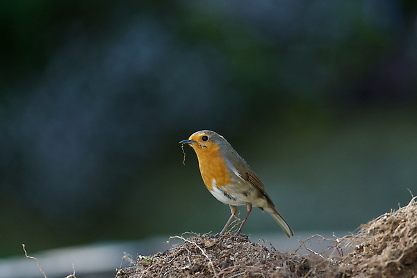 포토 JPG 해외이미지 식물 동물 영어 유럽 야생동물 음식 오렌지 자연 조류 영국 사람없음 야외 빨간색 초록색 파란색 컬러풀 갈색 정원 닫기 파편 작음 가슴 깃털 싱글 꼬리 부리 보케 뿌리 진흙 흙더미 해외포토 문자 나라 컬러 과일 모션 신체부위 흙 크기 생태계 파일형식 더미 이미지허브