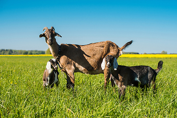 포토 JPG 해외이미지 동물 응시 얼굴 어린이 음식 2 밭 농업 포유류 자연 엄마 염소 털 뿔 서기 잔디 사람없음 야외 초록색 여름 반려동물 농장 머리 귀여움 맑음 가축 봄 자녀 시골 아기 작음 모피 밭일 해외포토 식물 시선 계절 산업 컬러 컨셉 가족 모션 날씨 사람 신체부위 크기 생태계 파일형식 이미지허브