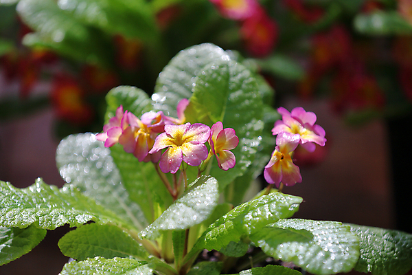 포토 JPG 해외이미지 식물 계절 꽃잎 꽃 백그라운드 잎 자연 주택 사람없음 장식 초록색 뷰티 정원 봄 벚꽃 개화 닫기 그림 원예 내추럴 뒤뜰 영원 온실 프리뮬러 해외포토 컬러 모션 취미 건물 생태계 파일형식 이미지허브