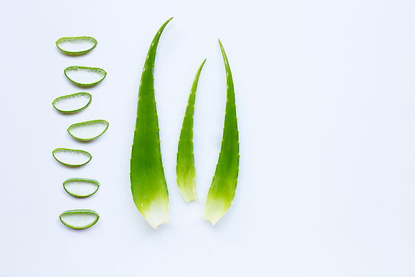 포토 JPG 해외이미지 스튜디오촬영 단면 실내 사람없음 하이앵글 뷰티 흰배경 알로에 엘리먼트 해외포토 식물 뷰포인트 백그라운드 내부 흰색 파일형식 이미지허브