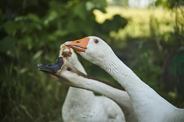 포토 JPG 해외이미지 식물 동물 공원 호수 야생동물 백그라운드 캐나다 자연 조류 오리 사람없음 야외 초록색 물 파란색 강 농장 갈색 검은색 봄 흰색 연못 그룹 깃털 부리 거위 물새 내추럴 동물상 해외포토 자연요소 계절 공공시설 컬러 북아메리카 농업 조형물 생태계 파일형식 이미지허브