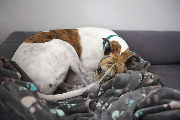 포토 JPG 해외이미지 라이프스타일 응시 여자 얼굴 백그라운드 패턴 가정 가족 포옹 발 휴식 주택 털 피곤 사람없음 반려동물 우주 회색 추위 흰색 침대 잠 구출 개 담요 수줍음 꼬리 영토 위치 시트 송곳니 평야 해외포토 동물 시선 감정 컬러 가구 컨셉 무늬 포유류 관계 안기 자연 사람 건물 생활 신체부위 도움 치아 파일형식 이미지허브