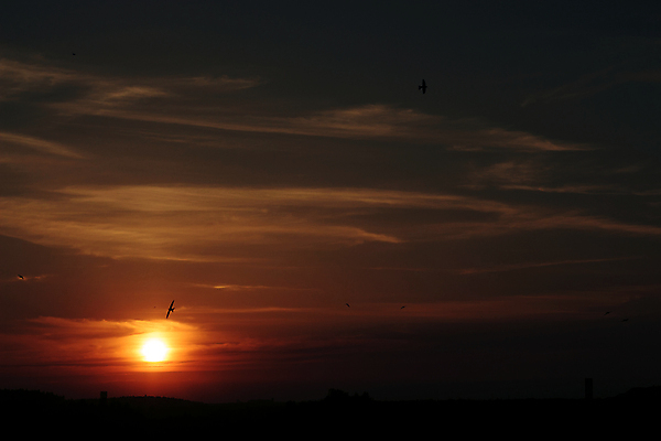 포토 JPG 해외이미지 나무 실루엣 여행 오렌지 조류 하늘 주택 그림자 사람없음 야외 건물 파란색 빛 햇빛 태양 노란색 평화 우주 환경 검은색 어둠 황혼 일몰 새벽 회색 안개 광선 흰색 황금 저녁 부드러움 천국 스카이라인 천창 수평선 해외포토 자연요소 식물 동물 건축물 컬러 컨셉 과일 날씨 촬영기법 노을 감각 야간 파일형식 이미지허브