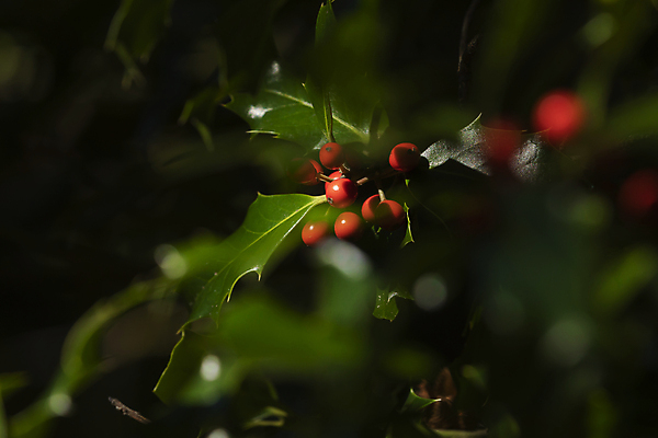포토 JPG 해외이미지 나무 식물 열매 잎 크리스마스 과일 자연 산 사람없음 장식 빨간색 초록색 빛 환경 정원 축제 나뭇가지 못 가시 스페인 닫기 숲 보케 지역 상록수 아라곤 내추럴 블러 영원 해외포토 기념일 유럽 컬러 모션 공구 생태계 파일형식 이미지허브