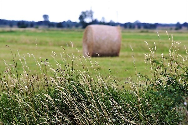 포토 JPG 해외이미지 나무 백그라운드 농업 자연 사람없음 야외 볏짚 먹이 내추럴 해외포토 식물 산업 짚 생태계 파일형식 이미지허브
