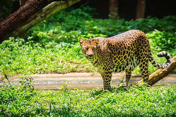 포토 JPG 해외이미지 주간 나무 한마리 응시 야생동물 아프리카 자연 사람없음 야외 아웃포커스 숲 맹수 표범 해외포토 자연요소 식물 동물 1 시선 나라 포유류 촬영기법 생태계 파일형식 이미지허브