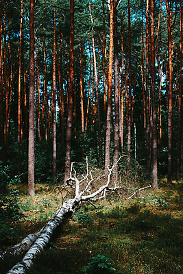 포토 JPG 해외이미지 나무 식물 자연 바람 날씨 사람없음 야외 목재 환경 힘 손상 흰색 떨어짐 숲 통나무 나무껍질 폭풍 자작나무 잡동사니 내추럴 빈털터리 거짓말 깨짐 뇌우 단절 삼림지대 생태학 수목 허리케인 해외포토 자연요소 교육 컬러 컨셉 재료 껍질 자연재해 생태계 파일형식 이미지허브