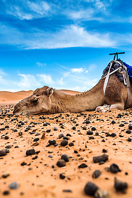 포토 JPG 해외이미지 모래 여행 백그라운드 오렌지 아프리카 자연 하늘 건조 사람없음 야외 노란색 일몰 사막 뜨거움 모래언덕 언덕 낙타 모로코 사하라 아랍어 카라반 해외포토 나라 컬러 과일 포유류 노을 생태계 캠핑카 파일형식 이미지허브