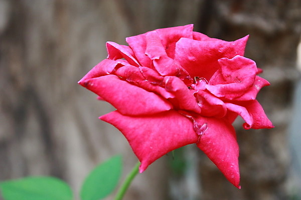 포토 JPG 해외이미지 식물 꽃잎 꽃 분홍색 꽃다발 백그라운드 잎 꽃무늬 자연 휴가 발렌타인데이 선물 사랑 사람없음 빨간색 초록색 뷰티 장미 정원 봄 벚꽃 축하 신선 신용카드 해외포토 계절 감정 컬러 컨셉 무늬 데이이벤트 금융 생태계 파일형식 이미지허브