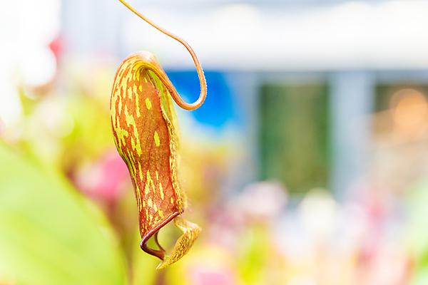 포토 JPG 해외이미지 식물 꽃 곤충 백그라운드 잎 꽃무늬 태국 자연 종류 육류 사람없음 컵 초록색 정원 원숭이 잡기 벌레 숲 위험 주머니 육식 멸종 올가미 포수 유리주전자 고립 이국적 카피스페이스 해외포토 동물 식기 아시아 컬러 컨셉 무늬 식재료 포유류 모션 유리 주전자 공백 야구선수 생태계 파일형식 이미지허브