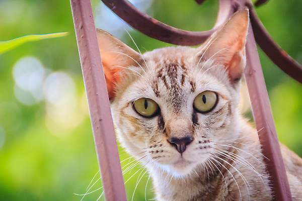 포토 JPG 해외이미지 동물 1 응시 얼굴 벽 백그라운드 포유류 자연 수염 주택 털 앉기 사람없음 야외 반려동물 고양이 줄무늬 회색 도시 질병 작음 모피 버리기 배고픔 얼룩무늬 노숙자 혼자 해외포토 시선 컬러 무늬 의학 모션 건물 신체부위 크기 생태계 파일형식 이미지허브