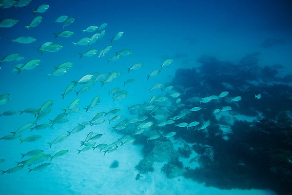 포토 JPG 해외이미지 동물 야생동물 바다 섬 여행 자연 낚시 어류 사람없음 빨간색 물 파란색 바닷속 수중 수영 자유 그룹 잠수부 땅 생태계 다이빙 암초 깊이 무료 파라다이스 해외포토 자연요소 컬러 컨셉 레저 수중동물 수상스포츠 전문직 수중스포츠 파일형식 이미지허브
