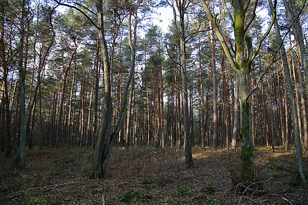 포토 JPG 해외이미지 나무 식물 계절 공원 백그라운드 낙엽 잎 자연 풍경 사람없음 야외 목재 초록색 빛 컬러풀 뷰티 노란색 환경 침묵 가을 나뭇가지 시골 황금 숲 11월 러시아 침엽수 내추럴 삼림지대 해외포토 공공시설 유럽 컬러 재료 소리 날짜 생태계 파일형식 이미지허브