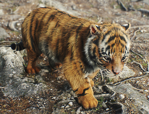 포토 JPG 해외이미지 동물 1 야생동물 새끼 패턴 오렌지 포유류 자연 수염 털 동물원 사람없음 야외 물 머리 걷기 고양이 줄무늬 표현 아기 호랑이 숲 위험 작음 큼 코 육식동물 충격 사냥꾼 해외포토 자연요소 직업 컨셉 무늬 과일 모션 사람 신체부위 반려동물 크기 생태계 파일형식 이미지허브