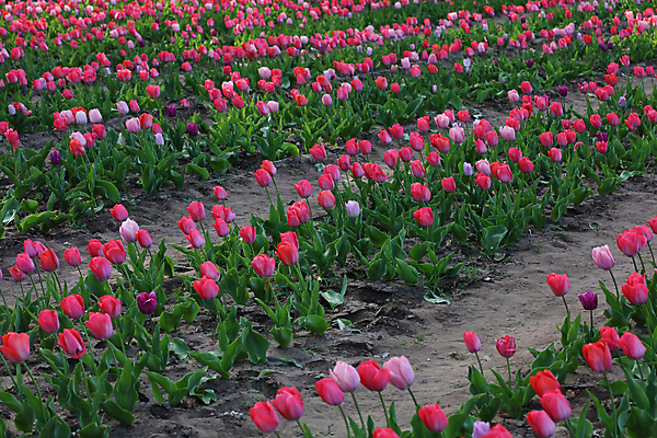 포토 JPG 해외이미지 꽃 여행 하늘 사람없음 야외 햇빛 농장 일몰 튤립 네덜란드 섞기 수평선 해외포토 식물 유럽 농업 태양 노을 파일형식 이미지허브