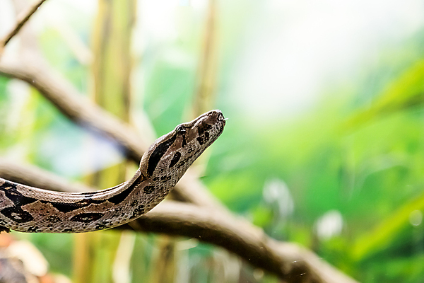 포토 JPG 해외이미지 나무 동물 척추동물 야생동물 백그라운드 파충류 자연 생물 매달리기 종류 사람없음 가로 초록색 미국 흰색 뱀 숲 위험 열대우림 벨리즈 고립 동물상 아마존 이국적 해외포토 식물 컬러 컨셉 북아메리카 모션 조형물 중앙아메리카 생태계 파일형식 이미지허브