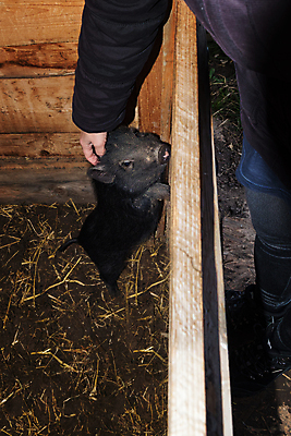 포토 JPG 해외이미지 농업 돼지고기 사람없음 반려동물 농장 돼지 강아지 먹이 뿌리기 주둥이 멧돼지 외양간 기르기 수유 해외포토 동물 산업 포유류 모션 육류 개 돌봄 파일형식 이미지허브