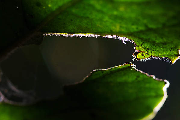 포토 JPG 해외이미지 나무 식물 계절 공원 백그라운드 잎 자연 하늘 아침 추상 그림자 사람없음 야외 목재 초록색 여름 빛 햇빛 태양 노란색 일출 환경 정원 맑음 일몰 봄 성장 광선 흰색 나뭇가지 신선 숲 자작나무 내추럴 강렬 생태학 해외포토 주간 자연요소 공공시설 교육 컬러 무늬 재료 날씨 노을 생태계 파일형식 이미지허브