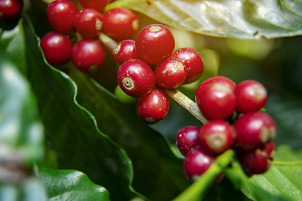 포토 JPG 해외이미지 계절 열매 꽃 산업 커피 음료 잎 크리스마스 과일 태국 자연 콩 건강 사람없음 빨간색 초록색 농작물 농장 원두 수확 성장 뜨거움 체리 농부 굽기 유기농 날것 발리 에콰도르 카푸치노 에스프레소 밭일 생태학 숙성 아라비카 해외포토 식물 직업 웰빙 교육 기념일 아시아 컬러 섬 농업 곡류 남아메리카 구이 생태계 인도네시아 파일형식 이미지허브