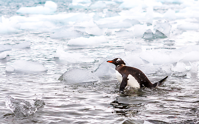 포토 JPG 해외이미지 동물 야생동물 바다 여행 백그라운드 겨울 자연 조류 하늘 산 사람없음 야외 물 얼음 추위 흰색 만 보트 그룹 크루즈 물개 남극 북극 펭귄 빙하 봉 빙산 남쪽 내추럴 식민지 해외포토 자연요소 계절 컬러 배_교통 포유류 바다동물 극지방 방향 생태계 파일형식 이미지허브
