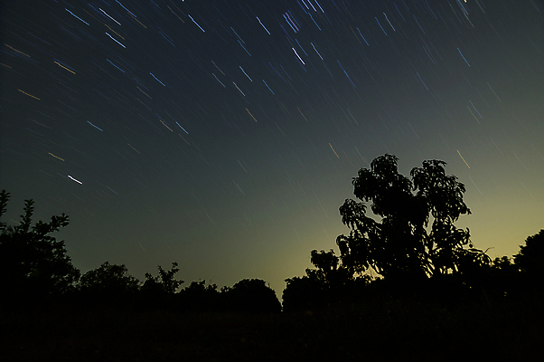 포토 JPG 해외이미지 나무 실루엣 밤하늘 사람없음 야외 분위기 야간 유성 감성 몽환 해외포토 자연요소 식물 컨셉 하늘 촬영기법 파일형식 이미지허브
