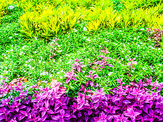 포토 JPG 해외이미지 나무 식물 캐릭터 계절 공원 꽃 분홍색 백그라운드 잎 꽃무늬 패턴 밭 오렌지 자연 벽지 휴가 휴식 사람없음 야외 빨간색 초록색 물 파란색 컬러풀 뷰티 정원 봄 벚꽃 흰색 시골 신선 개화 원예 내추럴 해외포토 자연요소 공공시설 컬러 컨셉 무늬 농업 과일 취미 생태계 파일형식 이미지허브