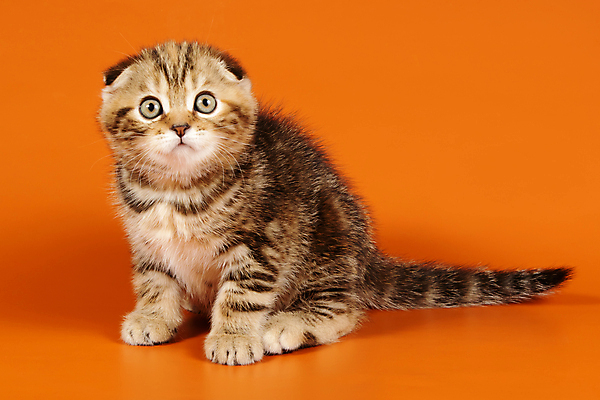 포토 JPG 해외이미지 한마리 응시 새끼 실내 앉기 사람없음 반려동물 귀여움 고양이 스코티시폴드 반려묘 주황색배경 해외포토 동물 1 시선 백그라운드 컨셉 포유류 모션 내부 주황색 파일형식 이미지허브