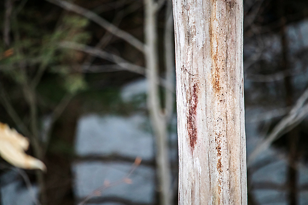 포토 JPG 해외이미지 나무 식물 겨울 사람없음 야외 목재 손상 추위 매끈함 숲 묘사 질감 해외포토 계절 컨셉 재료 감각 파일형식 이미지허브