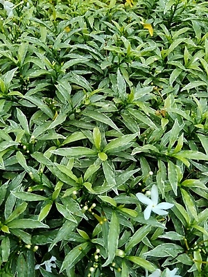 포토 JPG 해외이미지 나무 식물 공원 꽃잎 꽃 백그라운드 잎 꽃무늬 자연 건강 사람없음 장식 초록색 뷰티 환경 정원 봄 활발 성장 벚꽃 흰색 신선 개화 달콤 허브 유기농 질감 내추럴 해외포토 웰빙 계절 공공시설 컬러 컨셉 무늬 맛 생태계 파일형식 이미지허브