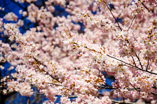 포토 JPG 해외이미지 주간 나무 사람없음 야외 맑음 봄 벚꽃 해외포토 자연요소 식물 계절 꽃 날씨 파일형식 이미지허브