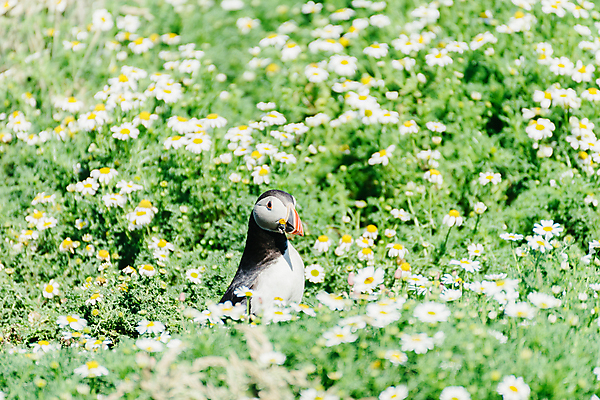 포토 JPG 해외이미지 동물 1 공원 꽃 야생동물 바다 섬 여행 백그라운드 밭 자연 조류 사람없음 야외 가로 물 맑음 하이킹 탐험 만 행운 깃털 대서양 고립 전국 캐모마일 펨브룩셔 해외포토 자연요소 식물 공공시설 컨셉 농업 레저 날씨 허브 생태계 파일형식 이미지허브