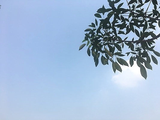 포토 JPG 해외이미지 나무 식물 계절 공원 꽃잎 꽃 분홍색 백그라운드 잎 꽃무늬 태국 자연 하늘 열대 그림자 풍경 사람없음 야외 목재 초록색 여름 파란색 햇빛 뷰티 환경 정원 봄 벚꽃 흰색 나뭇가지 신선 개화 숲 내추럴 해외포토 공공시설 아시아 컬러 무늬 재료 태양 생태계 파일형식 이미지허브