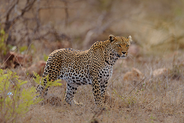 포토 JPG 해외이미지 주간 한마리 응시 야생동물 자연 사람없음 야외 아웃포커스 나뭇가지 맹수 표범 남아프리카 보츠와나 해외포토 자연요소 나무 동물 1 시선 포유류 아프리카 촬영기법 생태계 파일형식 이미지허브