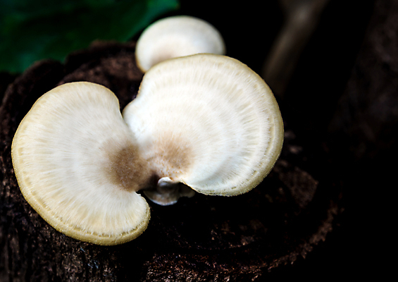 포토 JPG 해외이미지 식물 백그라운드 자연 사람없음 야외 버섯 성장 흰색 신선 그룹 숲 큼 마법 내추럴 곰팡이 그물버섯 해외포토 컬러 크기 생태계 파일형식 이미지허브