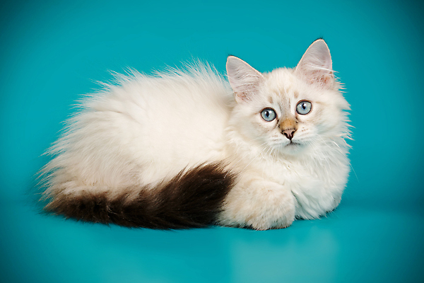 포토 JPG 해외이미지 한마리 사람없음 파란색 반려동물 고양이 네바마스커레이드 해외포토 동물 1 컬러 포유류 파일형식 이미지허브