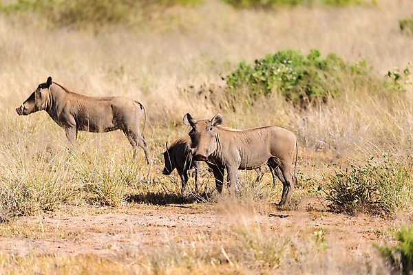 포토 JPG 해외이미지 동물 공원 얼굴 야생동물 여행 백그라운드 포유류 아프리카 자연 초식동물 털 사람없음 야외 초록색 갈색 머리 게임 돼지 황무지 위험 큼 사파리 속도 갈기 케냐 남쪽 내추럴 고립 마사이족 생태학 전국 해외포토 공공시설 교육 나라 컬러 컨셉 놀이 신체부위 크기 방향 생태계 파일형식 이미지허브