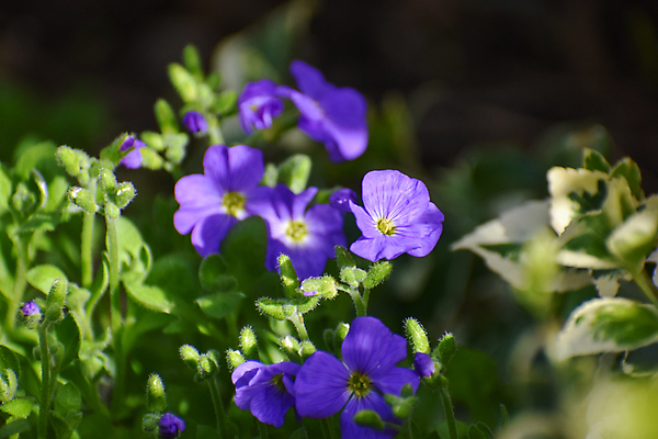 포토 JPG 해외이미지 식물 꽃 분홍색 백그라운드 꽃무늬 자연 사람없음 야외 파란색 뷰티 정원 보라색 봄 활발 성장 벚꽃 신선 개화 그룹 제비꽃 원예 화단 세련 해외포토 계절 컬러 컨셉 무늬 취미 생태계 파일형식 이미지허브