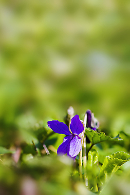 포토 JPG 해외이미지 나무 식물 디자인 계절 공원 꽃잎 꽃 백그라운드 잎 꽃무늬 자연 벽지 사람없음 야외 장식 가로 초록색 뷰티 우주 정원 맑음 봄 성장 벚꽃 나뭇가지 신선 개화 닫기 묘사 원예 보케 고립 카피스페이스 해외포토 공공시설 컬러 무늬 모션 날씨 취미 공백 생태계 파일형식 이미지허브
