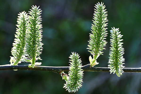포토 JPG 해외이미지 나무 식물 계절 백그라운드 잎 자연 조명 사람없음 빛 봄 성장 나뭇가지 소프트포커스 묘사 속도 시작 부드러움 해외포토 촬영기법 감각 생태계 파일형식 이미지허브