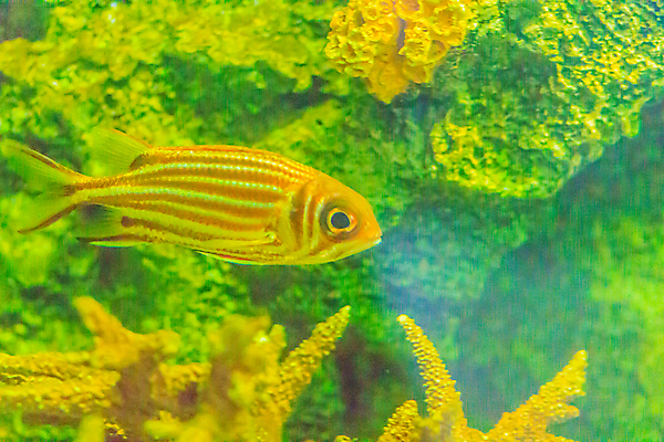 포토 JPG 해외이미지 야생동물 음식 바다 백그라운드 태국 자연 낚시 어류 사람없음 빨간색 물 컬러풀 농장 환경 검은색 수중 줄무늬 게임 흰색 신선 산호 맛 해산물 다이빙 암초 수족관 어장 강렬 밭일 소금물 식민지 이국적 해외포토 자연요소 동물 아시아 컬러 컨셉 무늬 농업 놀이 레저 수영 수중동물 자포동물 생태계 수중스포츠 파일형식 이미지허브