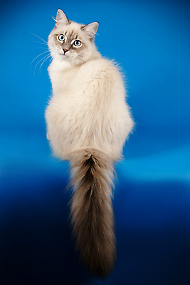 포토 JPG 해외이미지 한마리 사람없음 파란색 반려동물 고양이 네바마스커레이드 해외포토 동물 1 컬러 포유류 파일형식 이미지허브