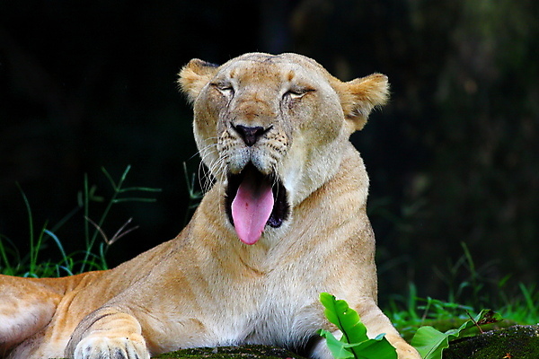포토 JPG 해외이미지 동물 공원 여자 야생동물 포즈 아프리카 자연 털 사람없음 옆모습 머리 고양이 힘 젖음 오픈 입 황무지 치아 위험 사자 큼 빗방울 사파리 육식동물 사자자리 표범 공격적 남아프리카 암사자 전국 해외포토 공공시설 나라 뷰포인트 컨셉 포유류 사람 신체부위 반려동물 별자리 소화기관 비_날씨 크기 암컷 생태계 파일형식 이미지허브